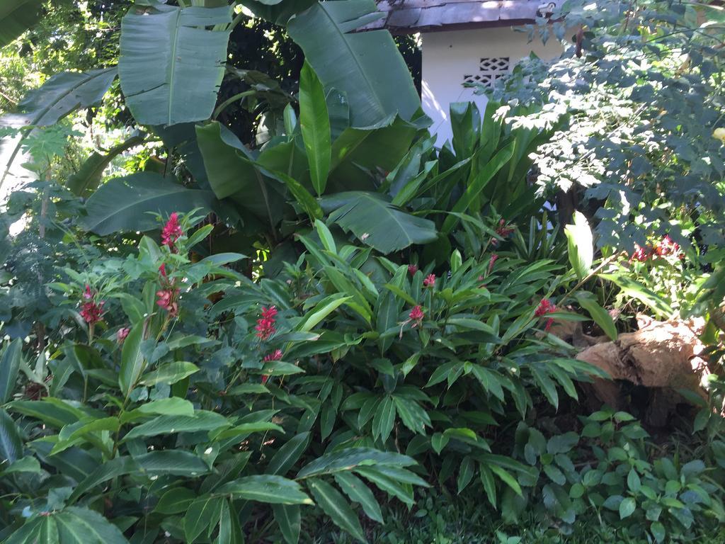 班微凡木屋旅馆 琅勃拉邦 外观 照片